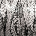 5mm flat PYTHON leather NATURAL GREY - meter