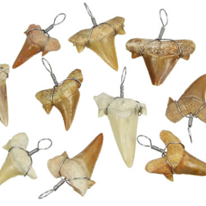 Shark Teeth