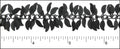 leaf dangles chain NITE BLACK
