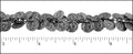 coin dangles chain ANT. SILVER