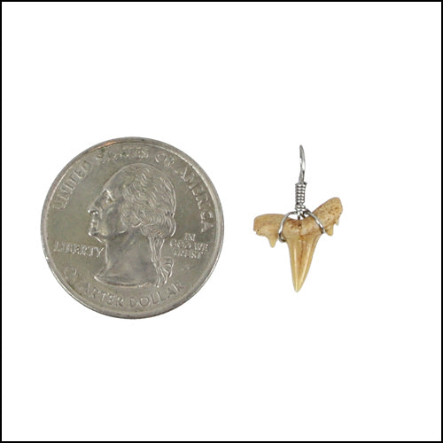 Extra Small Moroccan Shark Teeth - Silver Wired - 25 pcs