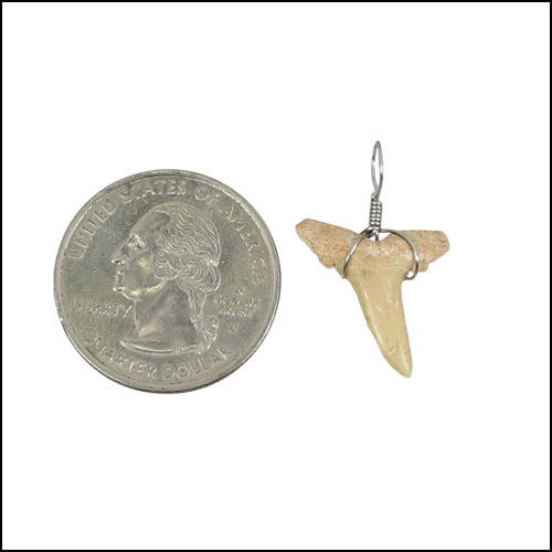 Small Moroccan Shark Teeth - Silver Wired - 25 pcs