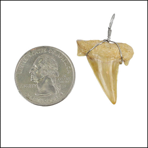 Large Moroccan Shark Teeth - Silver Wired - 25 pcs