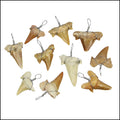 Large Moroccan Shark Teeth - Silver Wired - 25 pcs