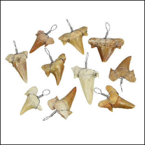 Large Moroccan Shark Teeth - Silver Wired - 25 pcs