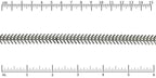 Ruler shown in 1/16-inch increments.<br>Click on image to zoom.