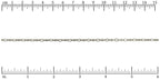 Ruler shown in 1/16-inch increments. Click on image to zoom.