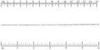 Ruler shown in 1/16-inch increments. Click on image to zoom.