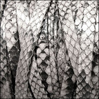 5mm flat PYTHON leather NATURAL GREY - meter