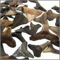 Florida Dark Shark Teeth - Unwired - 25 pcs