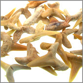 Small Moroccan Shark Teeth - Unwired - 25 pcs